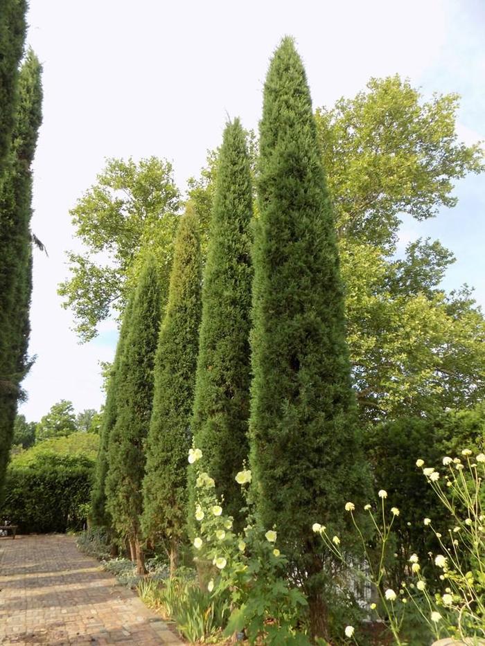 'Red Taylor' Juniper - Juniperus virginiana from 93 Nursery and Landscape Supply