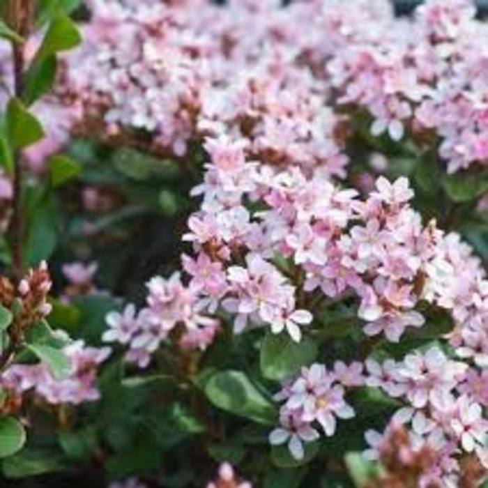 Pink Snow Indian Hawthorne - Rhaphiolepis indica from 93 Nursery and Landscape Supply