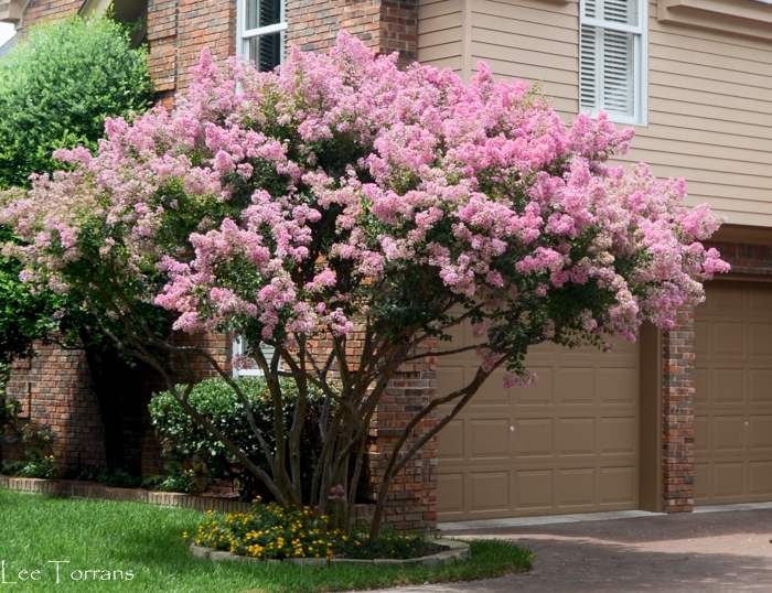 Biloxi Crapemyrtle - Lagerstroemia indica from 93 Nursery and Landscape Supply