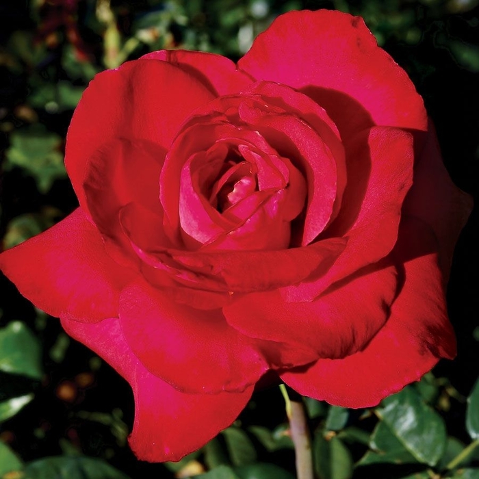 Sunblest Rose - Rosa from 93 Nursery and Landscape Supply