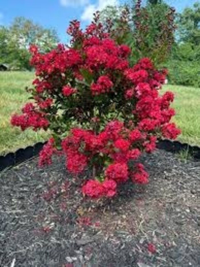Enduring Summer Crape Myrtle - Lagerstroemia from 93 Nursery and Landscape Supply