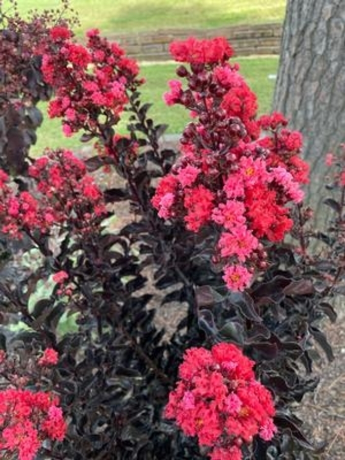 Thunderstruck&trade; 'Rumblin' Red&trade;' - Lagerstroemia (Crapemyrtle) from 93 Nursery and Landscape Supply