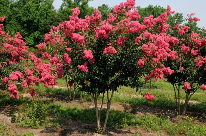 Tuskeegee Crape Myrtle - Lagerstroemia from 93 Nursery and Landscape Supply