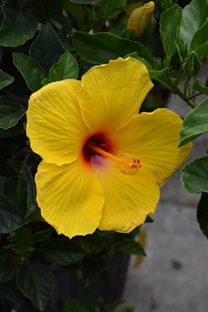 'Exotic Tequilla' Tropical Hibiscus - Hibiscus rosa-sinensis from 93 Nursery and Landscape Supply
