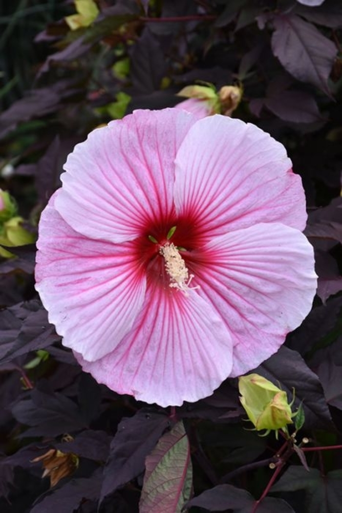'Starry Night' Tropical Hibiscus - Hibiscus rosa-sinensis from 93 Nursery and Landscape Supply