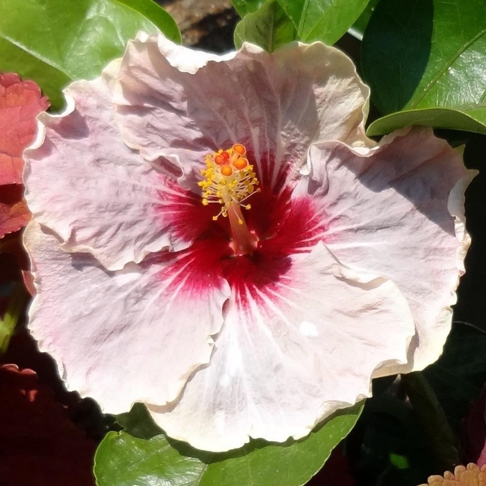 'Me oh my oh exotic cajun' Tropical Hibiscus - Hibiscus rosa-sinensis from 93 Nursery and Landscape Supply