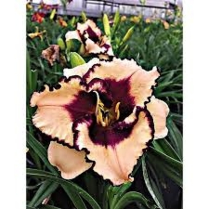 Daylily Tropical Surprise - Hemerocallis from 93 Nursery and Landscape Supply
