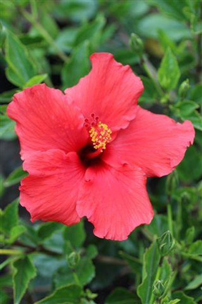 'Brilliant' - Hibiscus rosa-sinensis from 93 Nursery and Landscape Supply