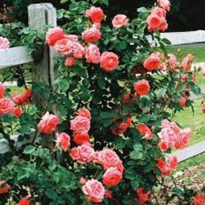 'America' Climbing Rose - Rosa from 93 Nursery and Landscape Supply