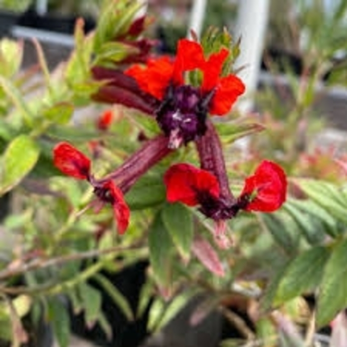 Bat Face Cuphea - Cuphea llavea from 93 Nursery and Landscape Supply