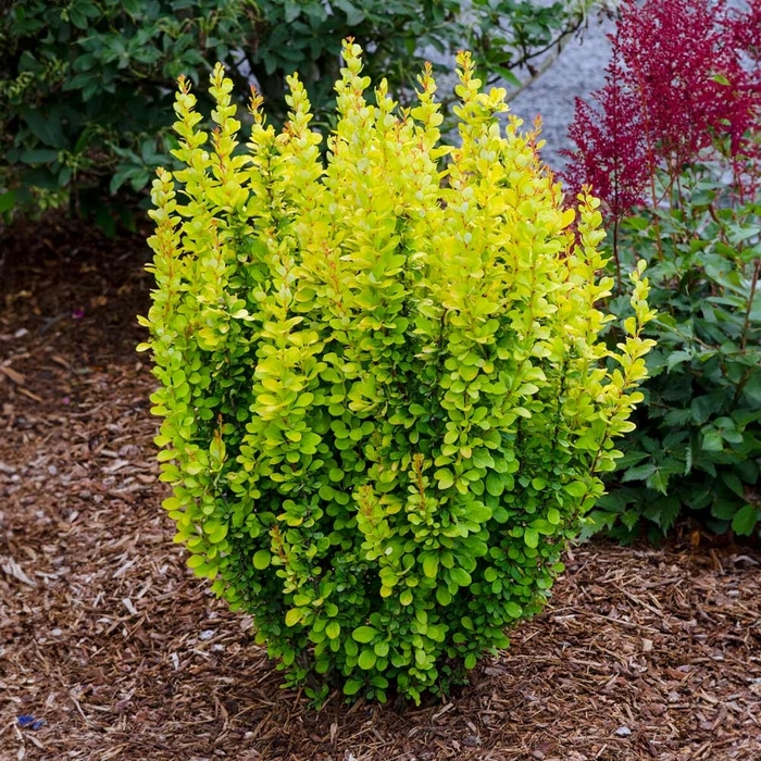 'Gold ' Barberry - Berberis thunbergii from 93 Nursery and Landscape Supply