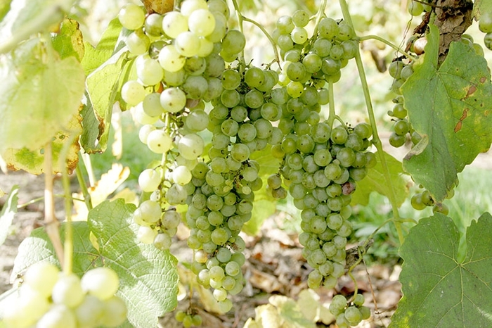 'Seyval Blanc' Grape - Vitis from 93 Nursery and Landscape Supply