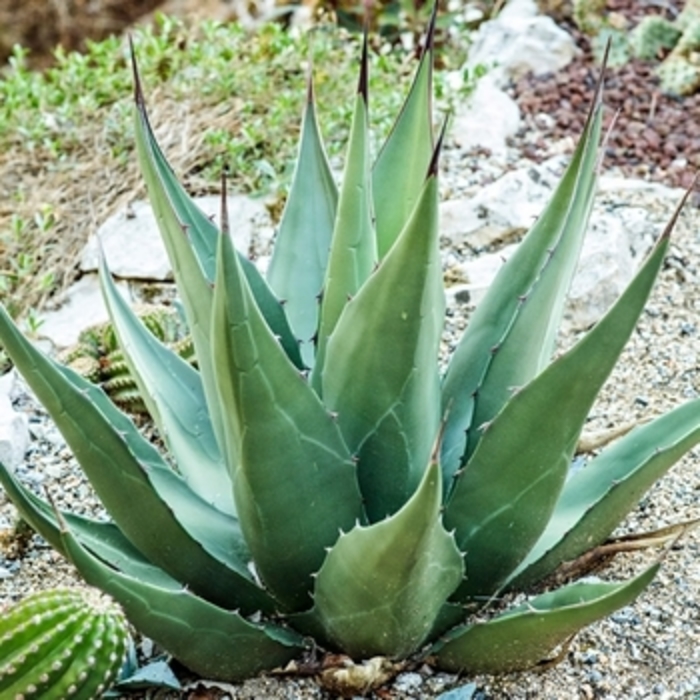 'Baccarat' Crystal Bowl Agave - Agave montana from 93 Nursery and Landscape Supply