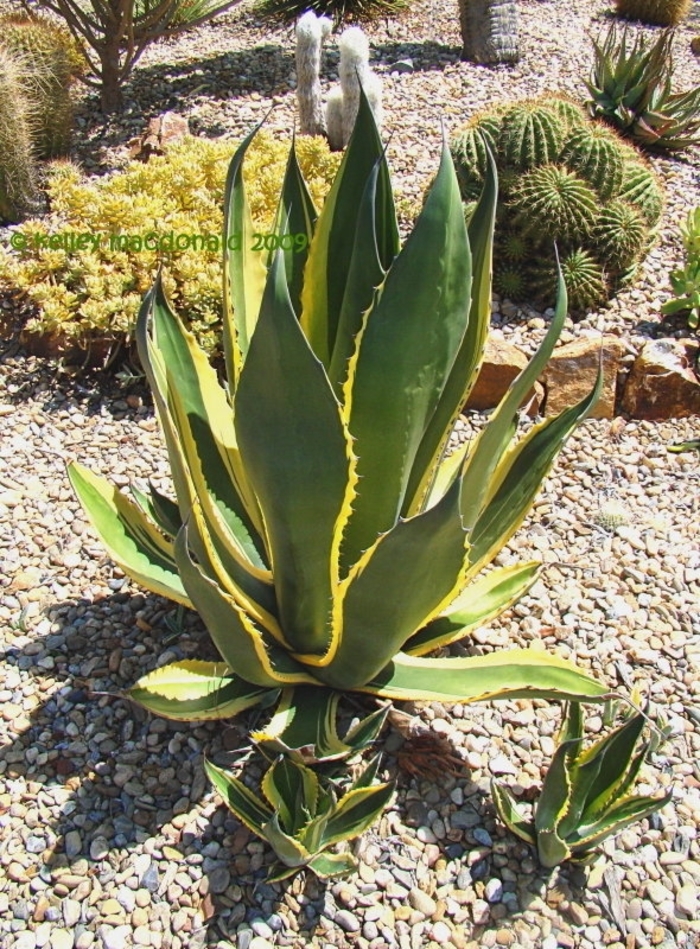 'Butterfinger' Century Plant - Agava salmiana from 93 Nursery and Landscape Supply