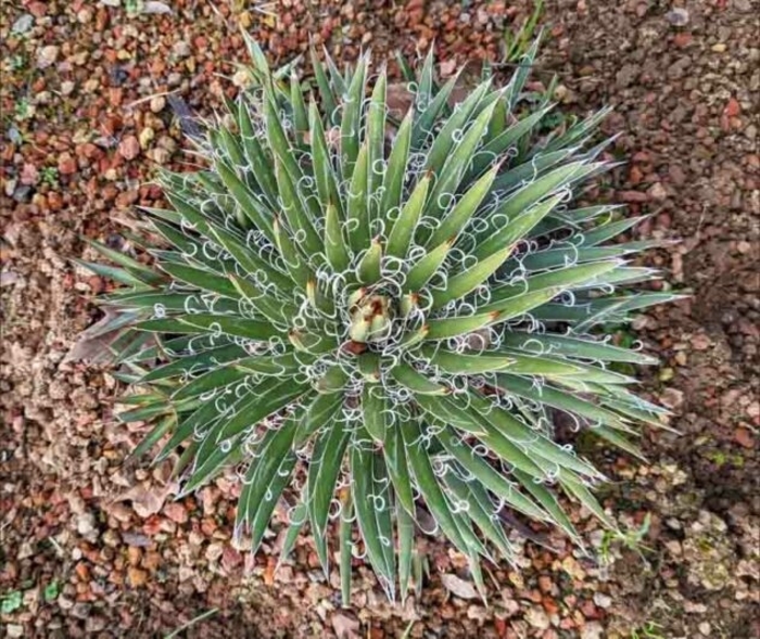 Agava - Agave x leopoldii from 93 Nursery and Landscape Supply