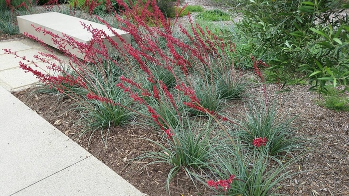 'Brakelights&reg; Red' Yucca - Hesperaloe parviflora from 93 Nursery and Landscape Supply