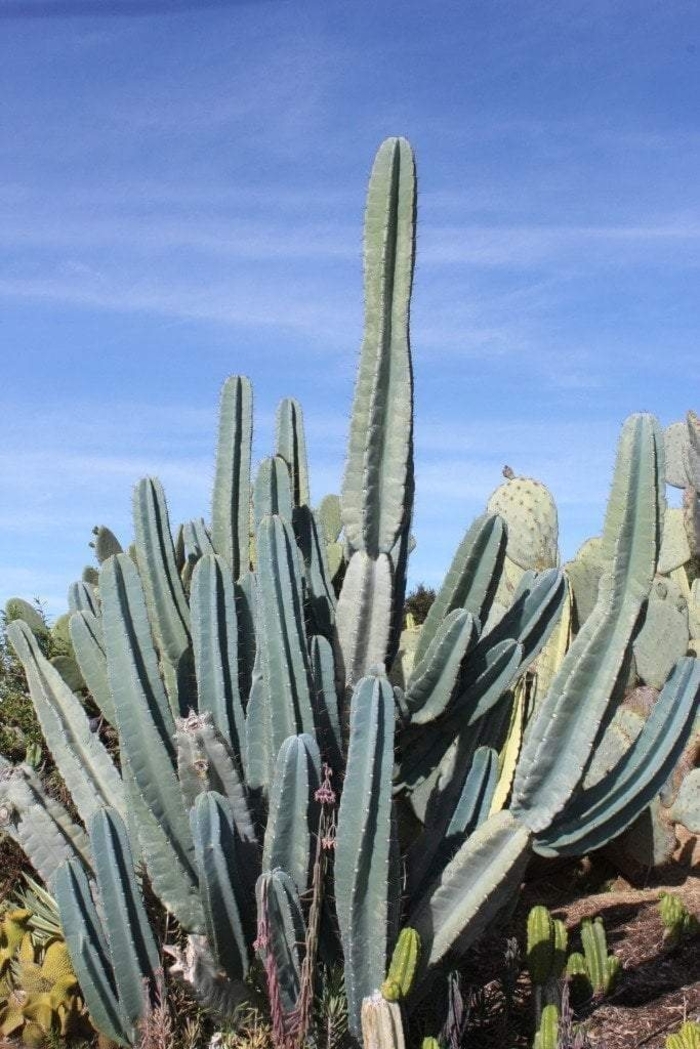 Peruvian Apple Cactus - Cereus repandus from 93 Nursery and Landscape Supply