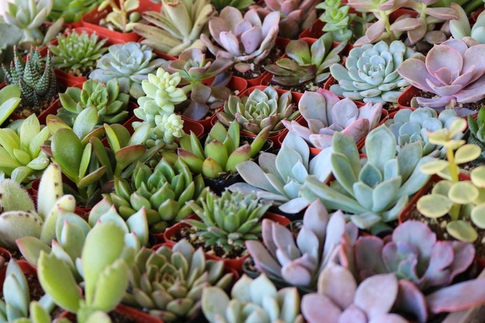 Cactus Succulent ASSORTED - Echeveria from 93 Nursery and Landscape Supply