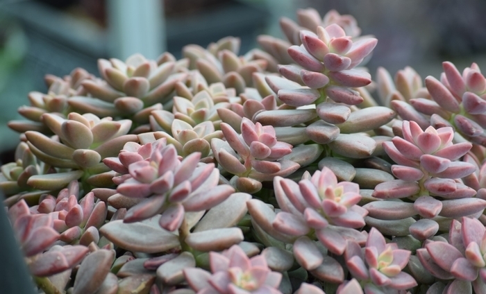 'Darley Sunshine' - x Graptosedum from 93 Nursery and Landscape Supply