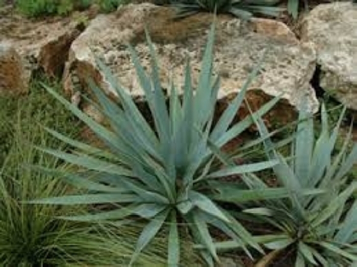 Pale-leaf Yucca - Yucca pallida from 93 Nursery and Landscape Supply