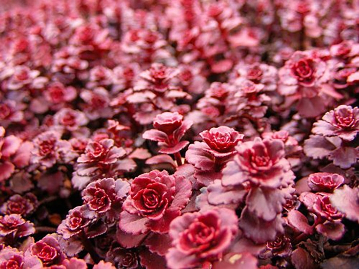 Assorted Stonecrop - Sedum from 93 Nursery and Landscape Supply