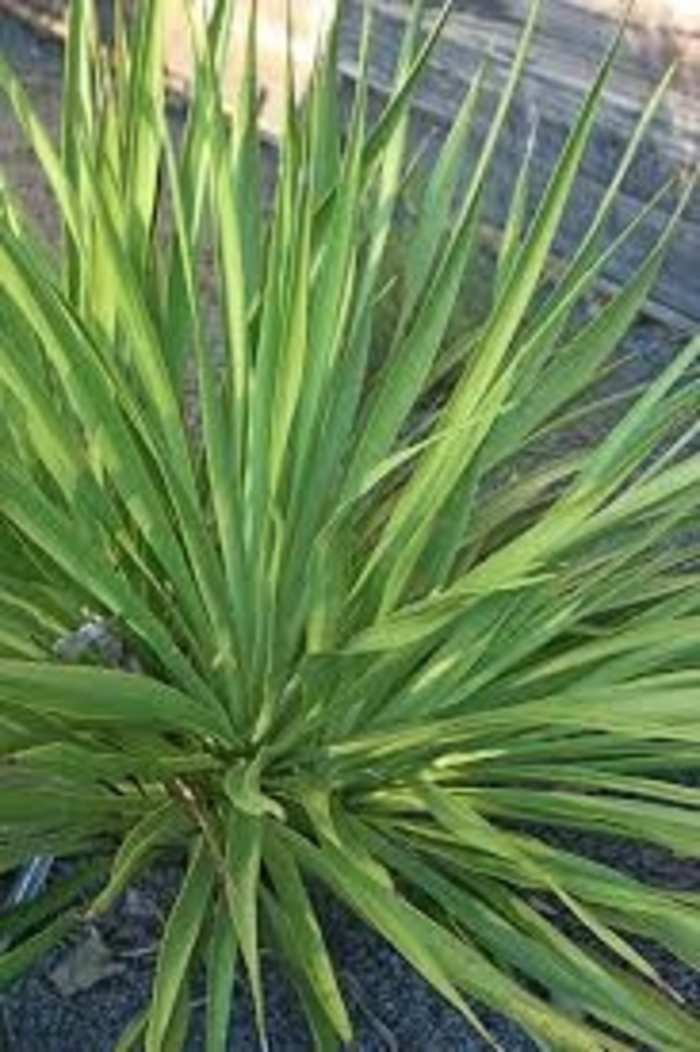 Twistleaf Yucca - Yucca rupicola from 93 Nursery and Landscape Supply